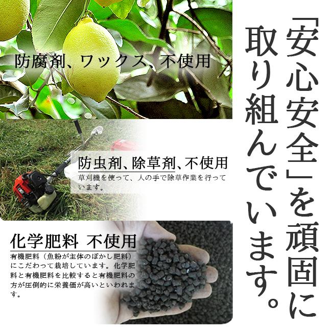 無農薬 レモン 国産 10kg 送料無料 黄色レモン ノーワックス 無農薬 レモン 国産 10kg 送料無料 黄色レモン ノーワックス