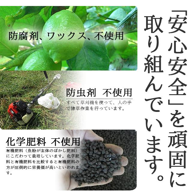 レモン 無農薬 国産 2kg 送料無料 グリーンレモン 青レモン 無農薬 