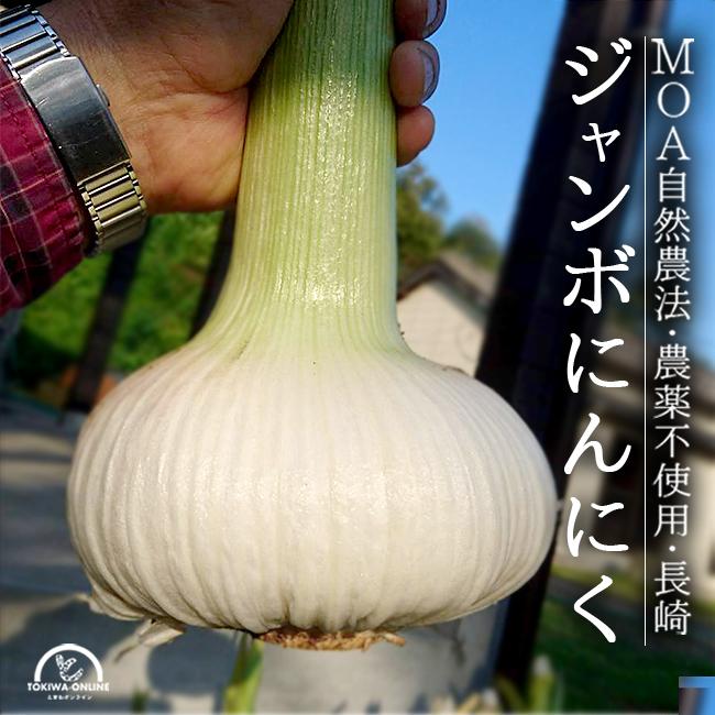 ジャンボにんにく 5kg 無農薬 匂いが少ない 無臭にんにく 長崎 平戸