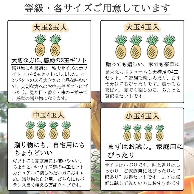 ホワイトココ パイナップル 小玉 4玉入 沖縄 石垣島 国産 パイン