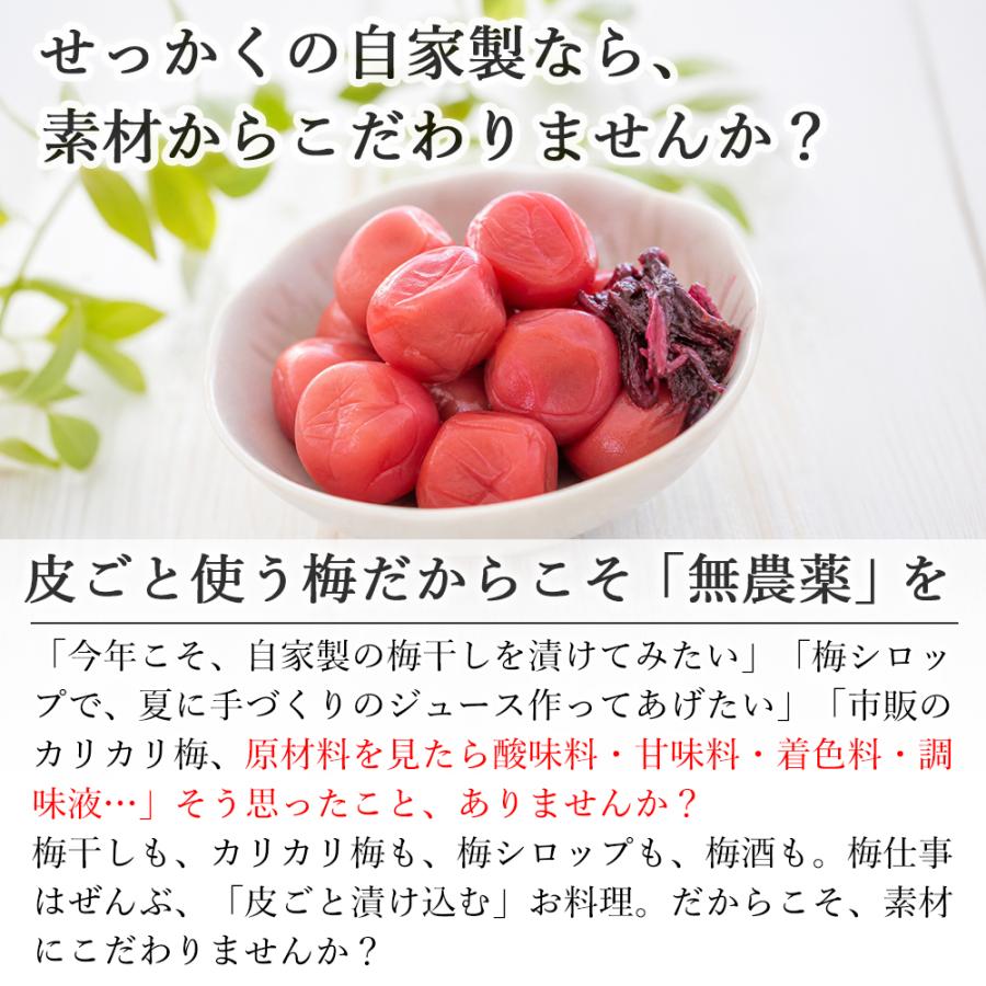 小梅 青梅 南高梅 無農薬 梅 5kg カリカリ梅 梅酒 梅シロップ 梅干し