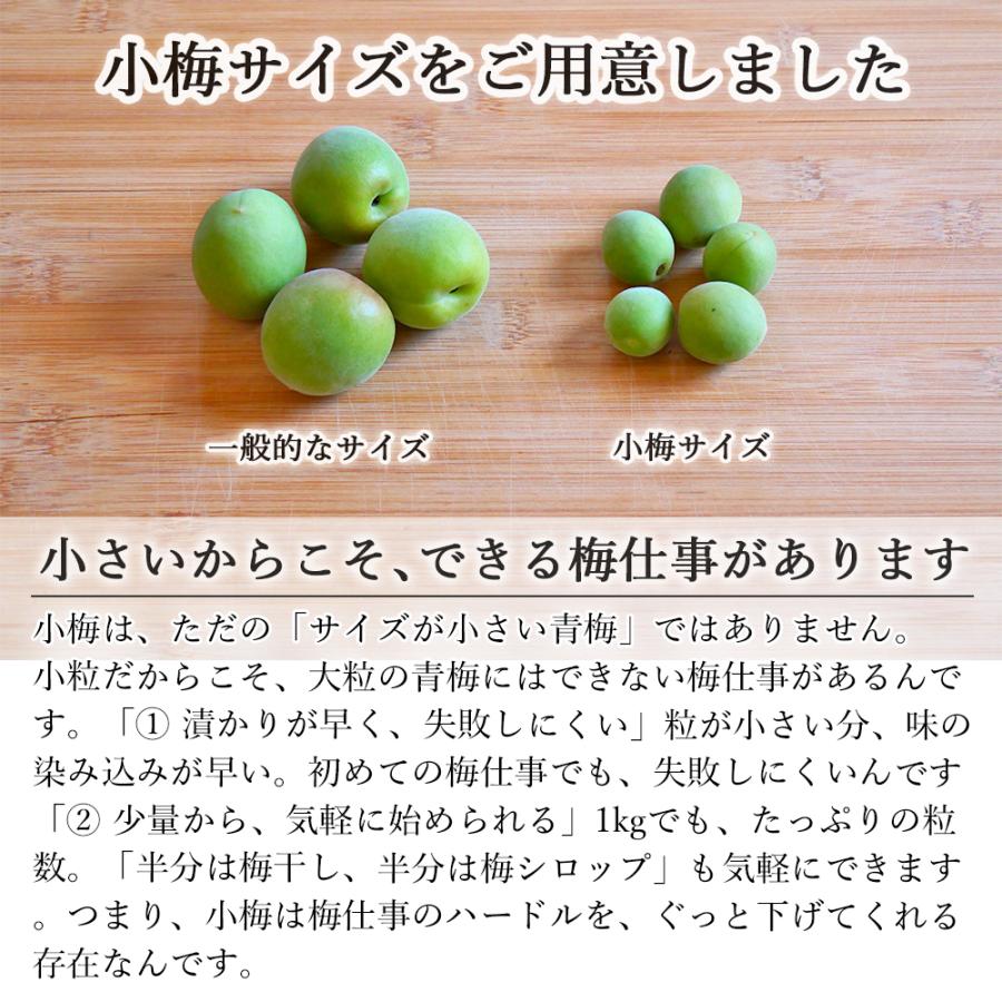 小梅 青梅 南高梅 無農薬 梅 5kg カリカリ梅 梅酒 梅シロップ 梅干し