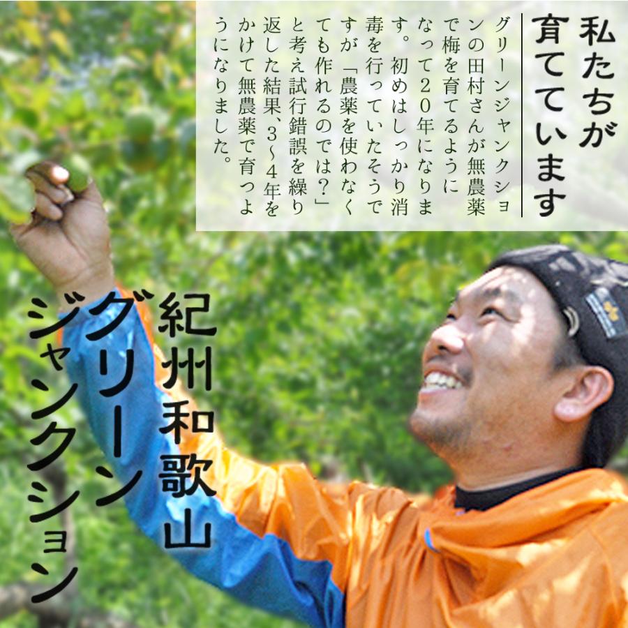 小梅 青梅 南高梅 無農薬 梅 5kg カリカリ梅 梅酒 梅シロップ 梅干し