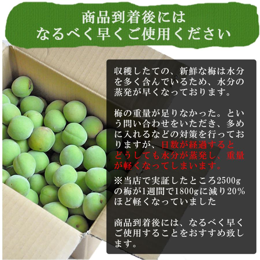 新鮮 青梅 生梅 収穫したて5キロ 無農薬有機肥料 ⭐️自然農🟡完熟梅中