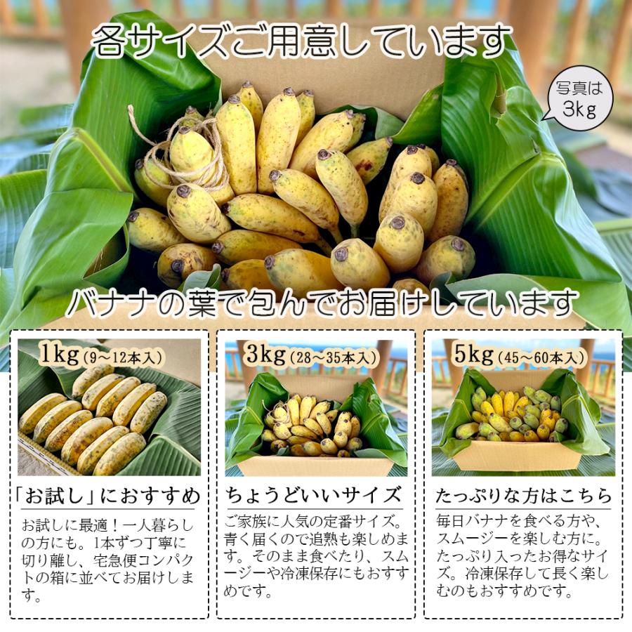アップル バナナ 国産 無農薬 5kg 沖縄 ナムワバナナ 果物 グリーン