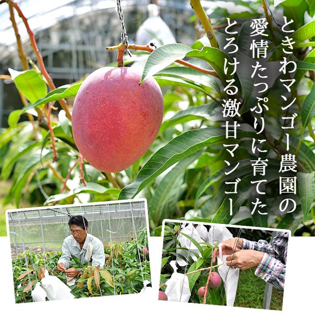 マンゴー パイナップル セット ギフト お中元 贈答 特秀 送料無料 沖縄