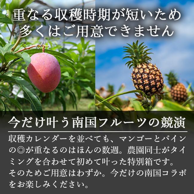 マンゴー パイナップル セット ギフト お中元 贈答 特秀 送料無料 沖縄