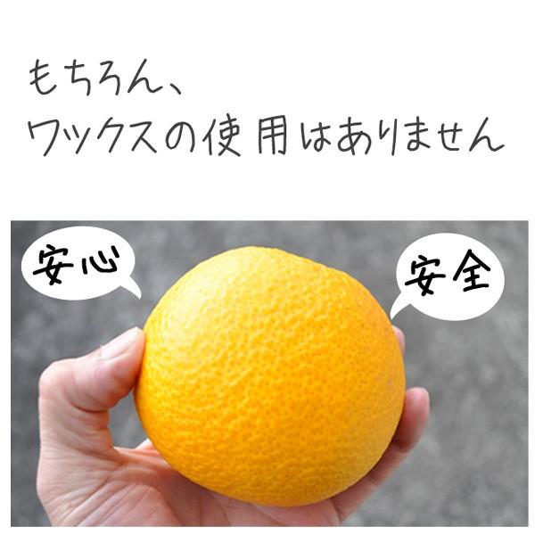 八朔 はっさく 5kg 訳あり 送料無料 和歌山 ノーワックス 農園直送 箱買い ポイント消化 まごころ農園｜tokiwafruit｜10