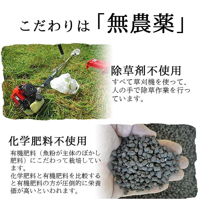 無農薬 タマネギ 5キロ 10キロ 値下げ gj-tmngi_01.jpg