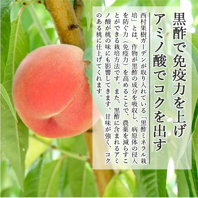 桃 2kg あかつき なつおとめ 白根白桃 まさひめ 新潟 果物 お取り寄せ 通販 農家直送 西村果樹ガーデン｜tokiwafruit｜08