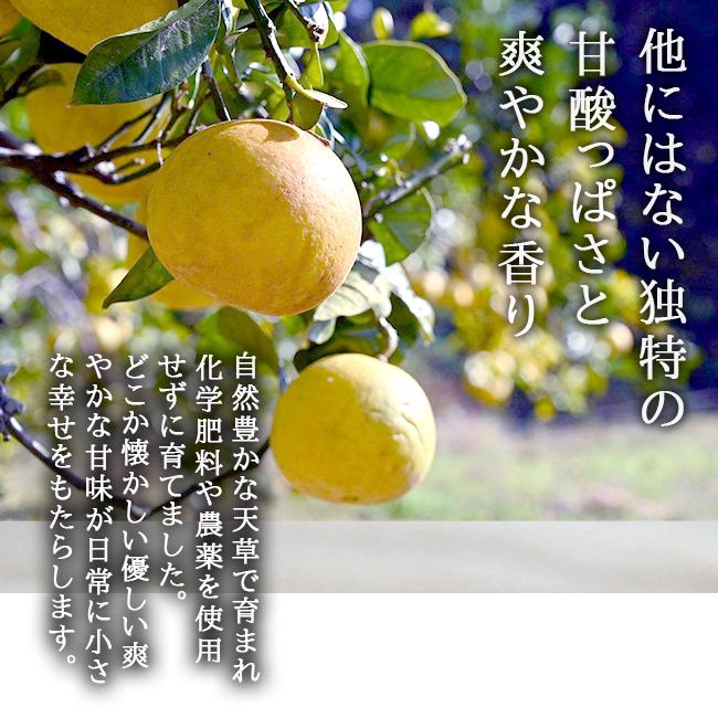 断捨離中‼︎パール柑5L以上20kg パール柑 5kg 無農薬 自然栽培 淀川農園 熊本 天草 : 農家直送フルーツ