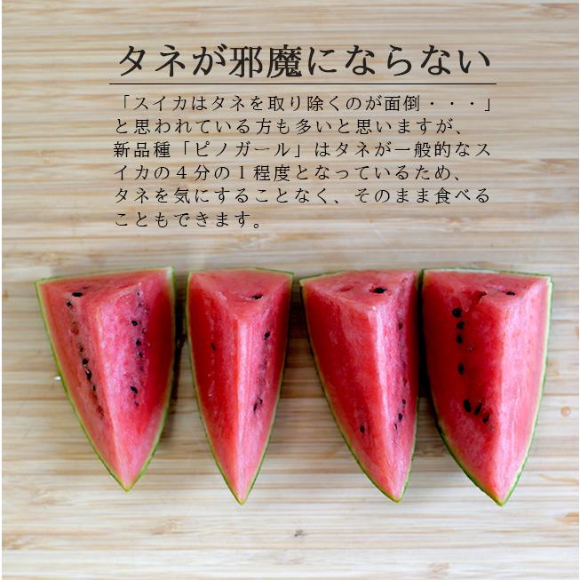 スイカ ピノガール 1玉入 ギフト 母の日 プレゼント 小玉スイカ