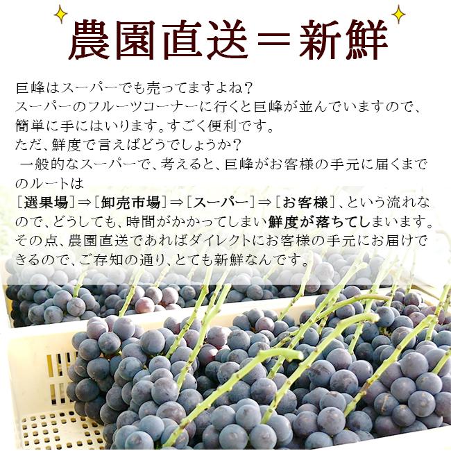 ちえぽー   巨峰（種無し）2キロ×2箱　山梨県産　しげちゃん農園 ちえぽー 巨峰（種無し）2キロ×2箱 山梨県産 しげちゃん