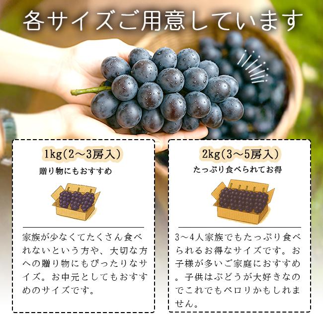 ちえぽー   巨峰（種無し）2キロ×2箱　山梨県産　しげちゃん農園 Amazon.co.jp: 山梨県産 匠の葡萄 種なし巨峰 2房入り 約800g