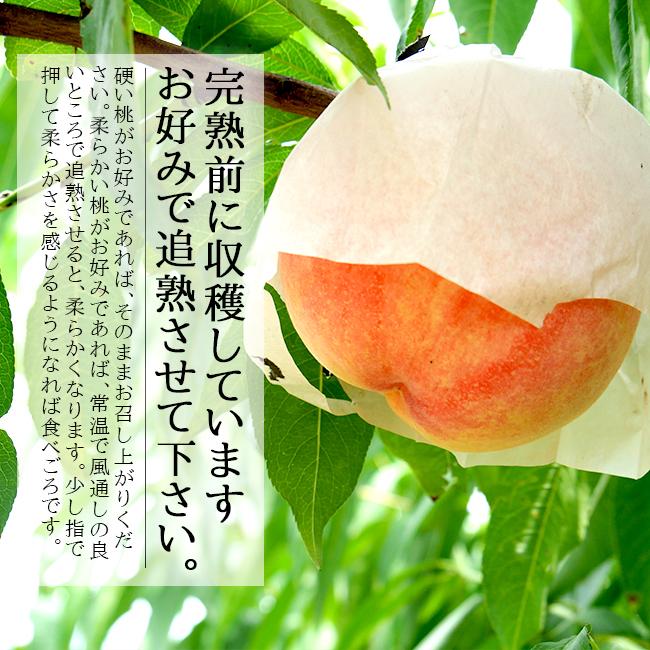 お中元 桃 アルプス美人 なつっこ 2kg 山梨 ギフト 産直 産地直送 送料