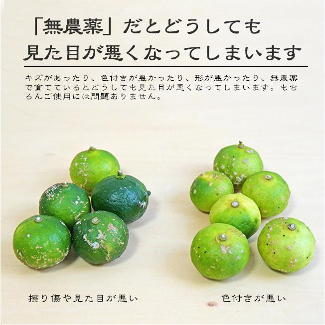 シークワーサー 1kg 無農薬 果物 沖縄産 農薬不使用 除草剤不