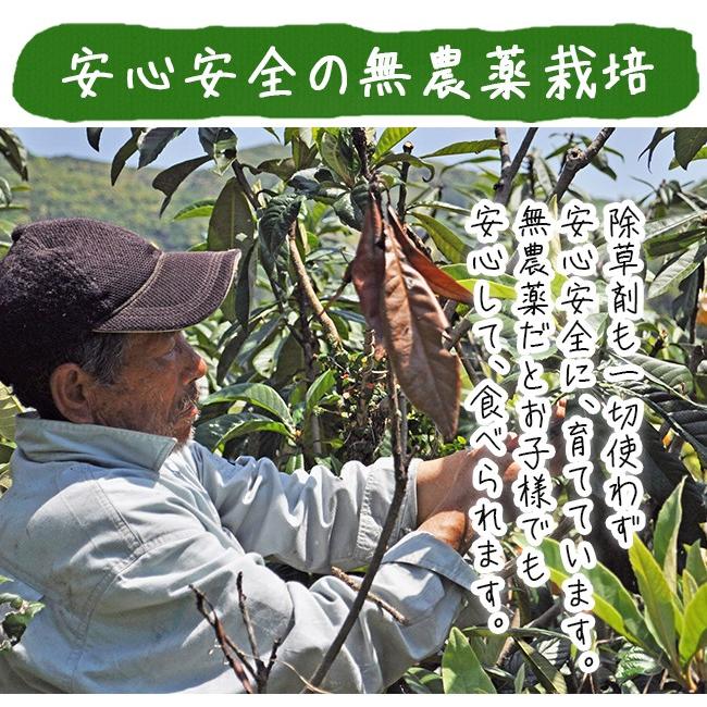 びわ 茂木びわ 送料無料 25個入 Lサイズ 無農薬 長崎産 果物