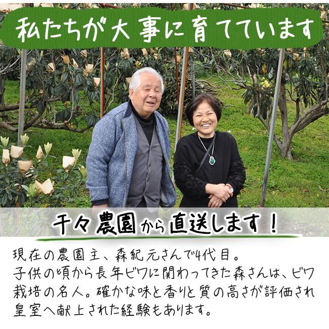 びわ 茂木びわ 送料無料 25個入 Lサイズ 無農薬 長崎産 果物