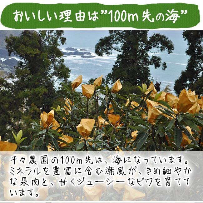 びわ 茂木びわ 送料無料 25個入 Lサイズ 無農薬 長崎産 果物