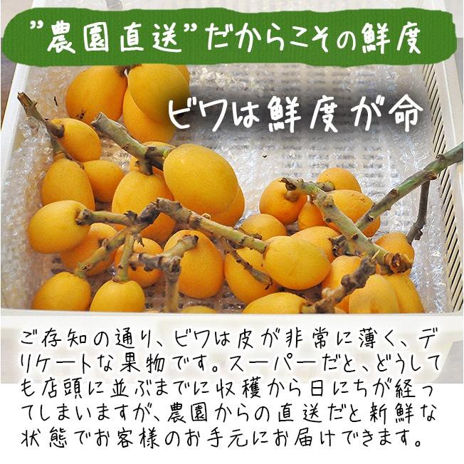 びわ 茂木びわ 送料無料 25個入 Lサイズ 無農薬 長崎産 果物