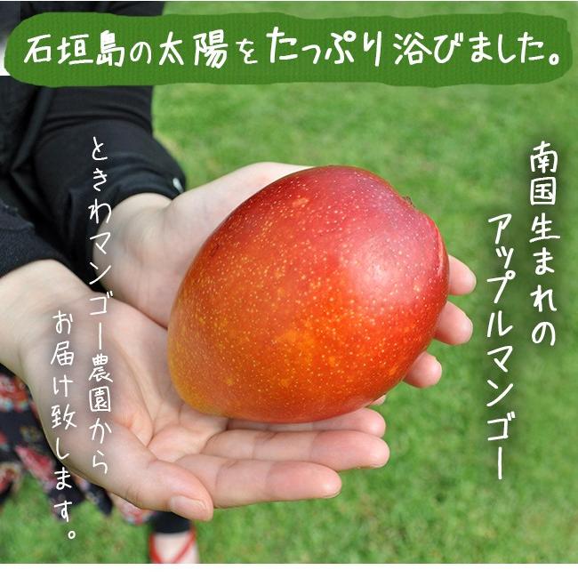 マンゴー 訳あり 2kg 沖縄 送料無料 石垣島産 農園直送 石垣島マンゴー