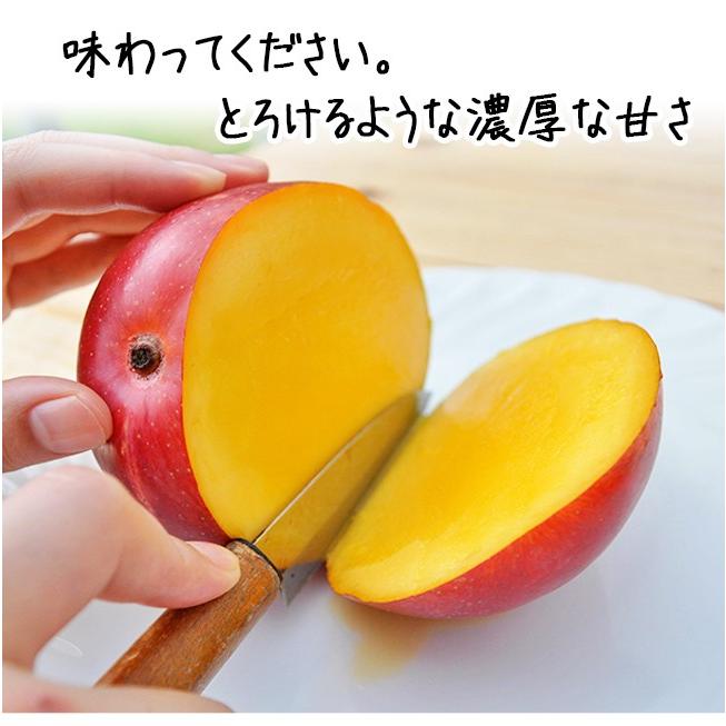 マンゴー 訳あり 2kg 沖縄 送料無料 石垣島産 農園直送 石垣島マンゴー
