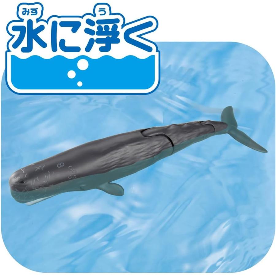 アニア AL-34 マッコウクジラ (水に浮くVer.) : おもちゃのトキワ屋