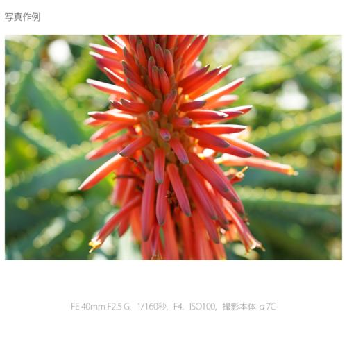 SONY（ソニー） SEL40F25G FE 40mm F2.5 G 実写レビュー | フォトヨドバシ | ソニー(SONY) FE 40mm F2.5 G SEL40F25G Eマウント用 フルサイズ 単焦点レンズ | 交換レンズ | Jbkvpa
