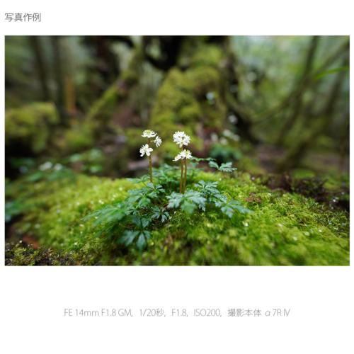 ソニー(SONY) FE 14mm F1.8 GM SEL14F18GM Eマウント用 フル