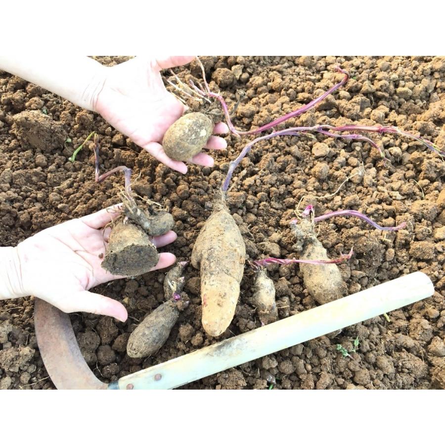 種芋 予約商品 22年４月頃出荷予定 送料無料 紫山芋 発芽済み 種芋 紅芋 ダイジョ 2 000円 1kg Murasakitane Tokonatsu Shop 通販 Yahoo ショッピング