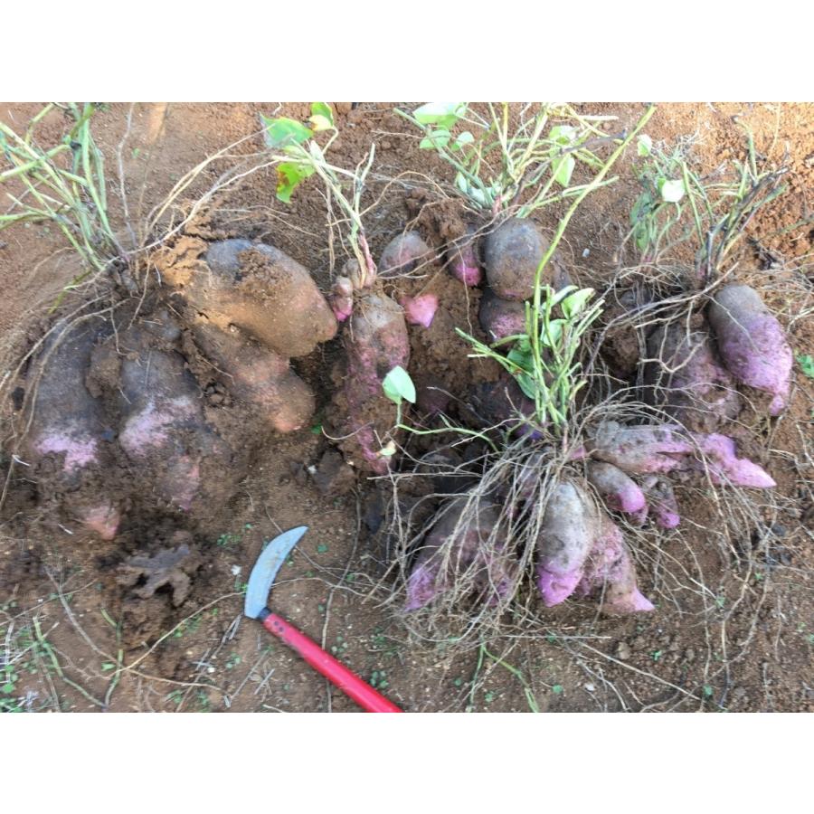 種芋 予約商品 22年４月頃出荷予定 送料無料 紫山芋 発芽済み 種芋 紅芋 ダイジョ 2 000円 1kg Murasakitane Tokonatsu Shop 通販 Yahoo ショッピング