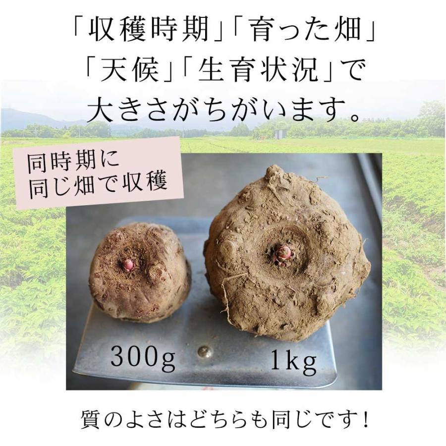 こんにゃく芋 10キロ 国産 新物 令和5年度秋収穫  国産コンニャク芋 仕入商品｜tokoroten｜06