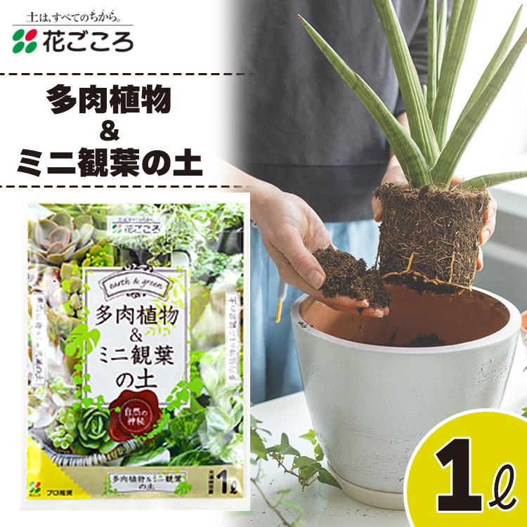 排水性が良く根腐れを防止 自宅 お 家 緑 春 土いじり 水の腐敗を防ぐゼオライト配合 定形外郵便発送 送料無料 花ごころ 多肉植物 ミニ観葉の土 1l トクトクショッピング 通販 Paypayモール