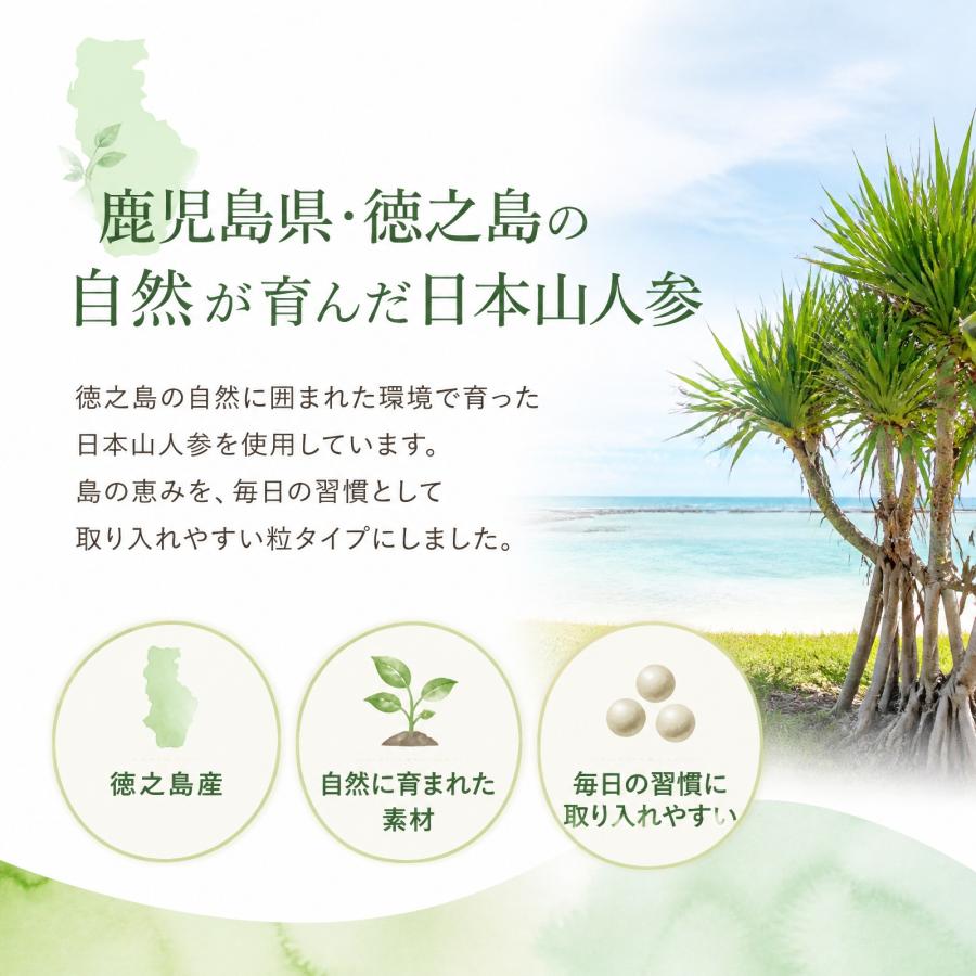 日本山人参 錠剤 サプリ 1袋 100錠入り ヒュウガトウキ 健康 送料無料