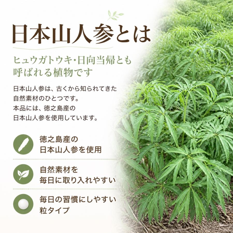 日本山人参 錠剤 5袋セット サプリ 1袋 100錠入り ヒュウガトウキ 健康