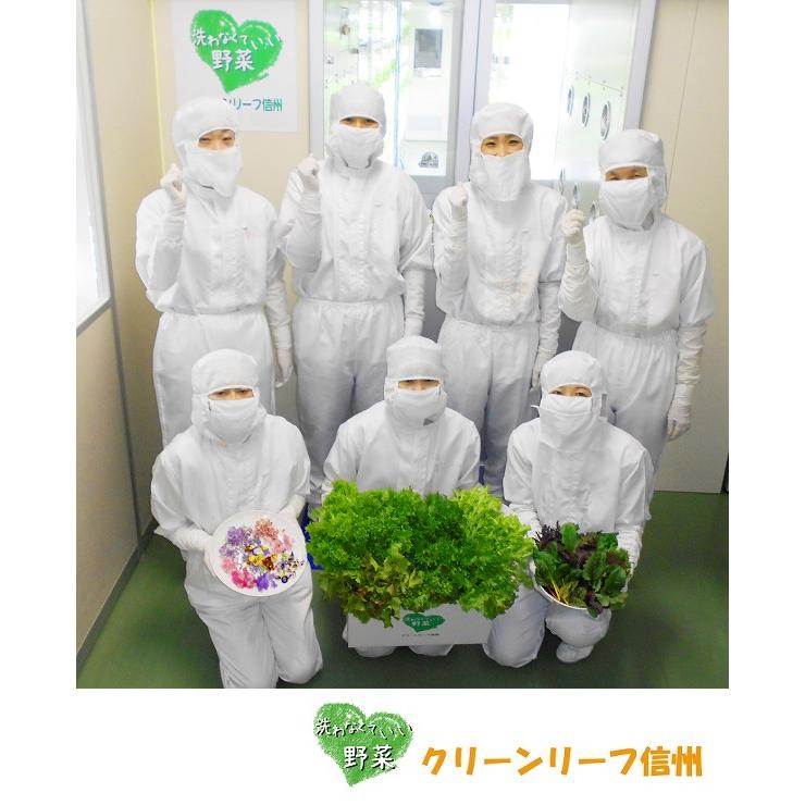 ハッピーサラダセット【洗わなくていい野菜】信州産農薬不使用80