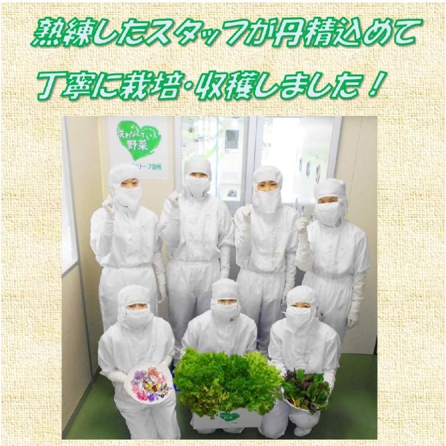 エディブルフラワー ６種　食用花　安心安全のクリーンルーム栽培｜tokunagadenki｜08