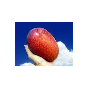 完熟マンゴー （アップルマンゴー） 贈答用 約2kg （4〜6玉） 宮古島産