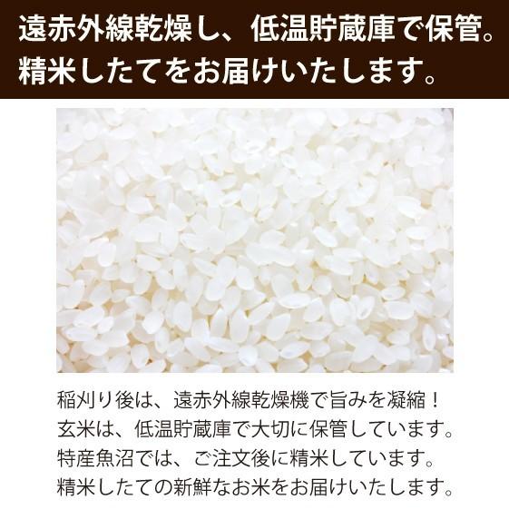 魚沼倶楽部 こしひかり 5kg×4袋　20kg 厳選産地精米直送 コシヒカリ 【農家直売】 お米20kg 魚沼産コシヒカリ 精米 5kg×4