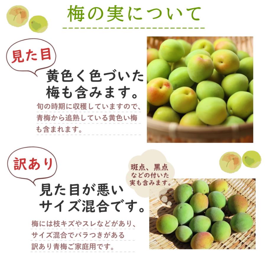 青梅　B級品　33ミリ前後　20キロ 冷凍》青梅 B級品 大小混合 約1kg 梅酒作り用の梅の実 梅ジュースにも