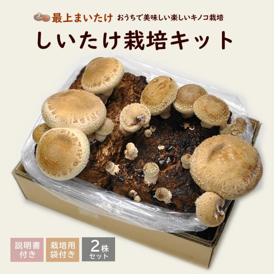 しいたけ栽培キット 最上まいたけ 椎茸 しいたけ シイタケ 家庭菜園 自由研究 観察 きのこ栽培 栽培キット 栽培セット 菌床 生シイタケ 国産 おうち時間 Kinoco P11 やまがた特産屋 通販 Yahoo ショッピング