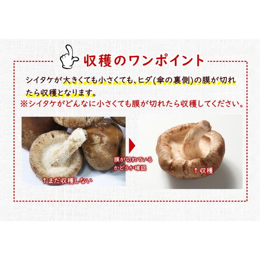 しいたけ栽培キット 最上まいたけ 椎茸 しいたけ シイタケ 家庭菜園 自由研究 観察 きのこ栽培 栽培キット 栽培セット 菌床 生シイタケ 国産 おうち時間 Kinoco P11 やまがた特産屋 通販 Yahoo ショッピング