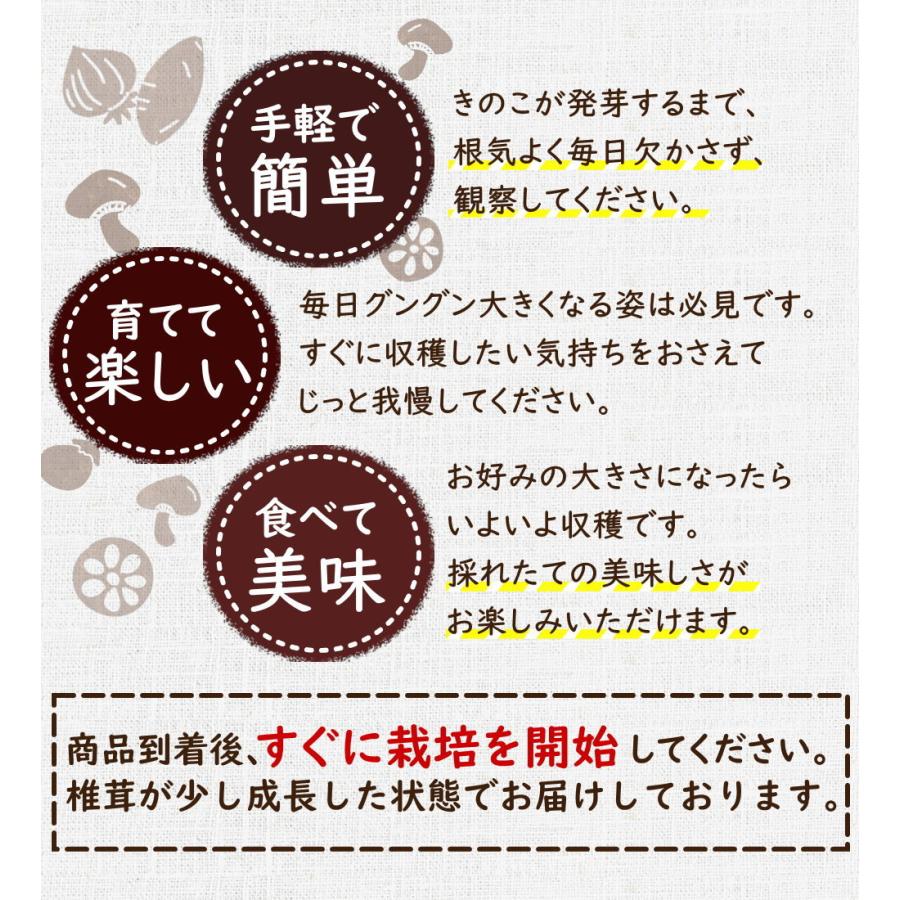しいたけ栽培キット 最上まいたけ 椎茸 しいたけ シイタケ 家庭菜園 自由研究 観察 きのこ栽培 栽培キット 栽培セット 菌床 生シイタケ 国産 おうち時間 Kinoco P11 やまがた特産屋 通販 Yahoo ショッピング