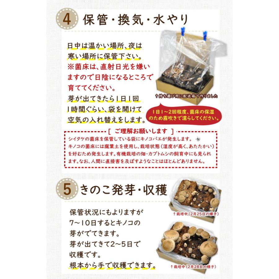 しいたけ栽培キット 最上まいたけ 椎茸 しいたけ シイタケ 家庭菜園 自由研究 観察 きのこ栽培 栽培キット 栽培セット 菌床 生シイタケ 国産 おうち時間 Kinoco P11 やまがた特産屋 通販 Yahoo ショッピング