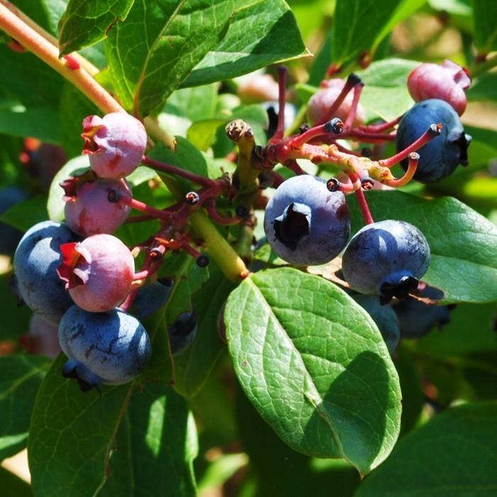 冷凍ブルーベリー 約3kg ブルーベリー フルーツ ベリー 1kg×3袋入り