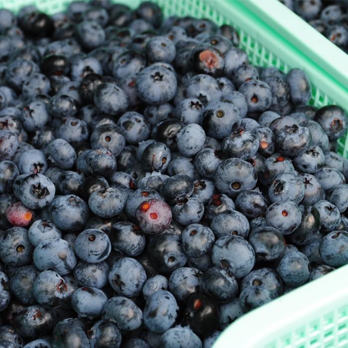 お試し用！冷凍ブルーベリー約500g1袋入り目にいいアントシアニン