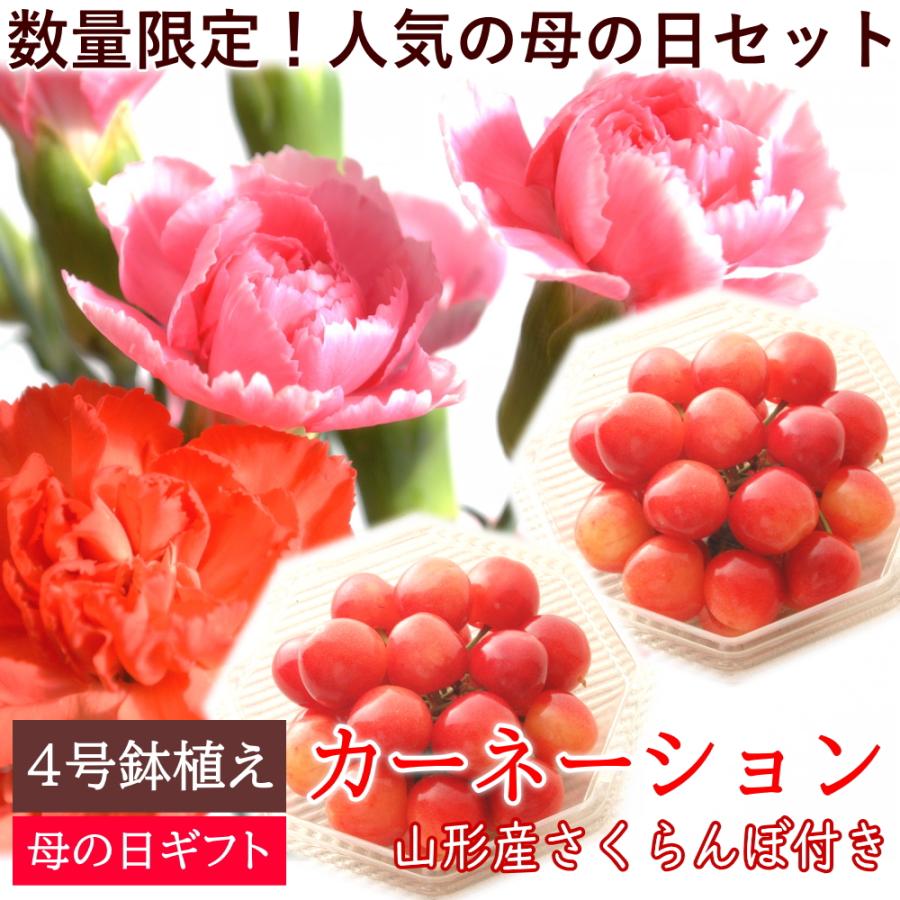 通常より1000円OFF【5/11から山形より発送】カーネーション ピンク系