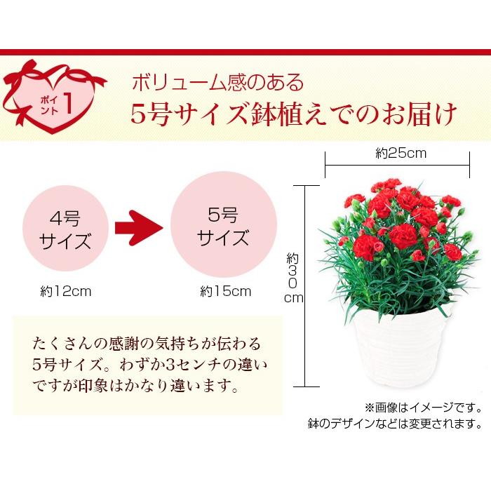 【母の日ギフト5/6-5/11に発送】花 ギフト プレゼント 花とフルーツセット カーネーション 鉢植え 佐藤錦 さくらんぼ 100g　2個入り｜tokusanya｜03