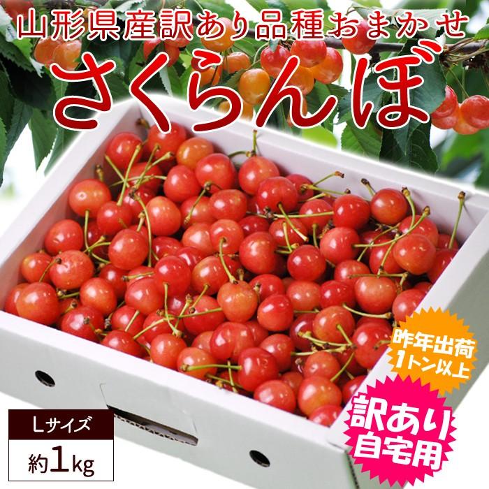 送料無料 さくらんぼ 山形県産 約1kg バラ直詰め ｌサイズ サクランボ 訳あり 家庭用 品種おまかせ お試し用 佐藤錦 紅秀峰 Sr212 112sb やまがた特産屋 通販 Yahoo ショッピング