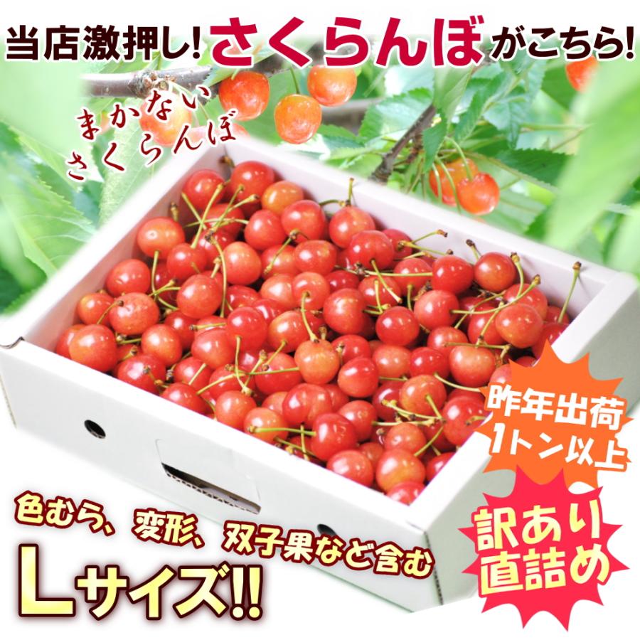 さくらんぼ 佐藤錦 紅秀峰 など 品種おまかせ 山形県産 訳あり 約1kg バラ直詰め Ｌサイズ 家庭用 品種おまかせ お試し用【6月中旬頃から出荷開始】｜tokusanya｜02